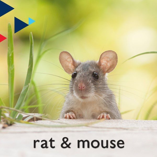 Rat &#038; Mouse