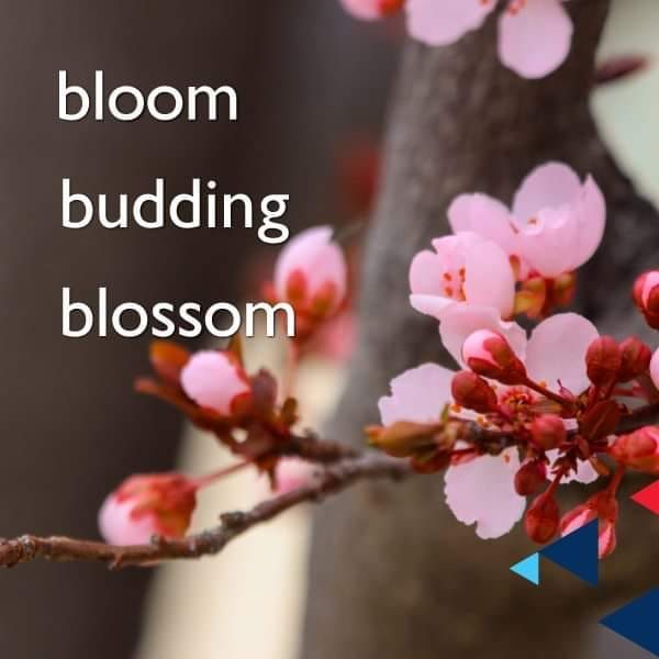 budding &#8211; blossom