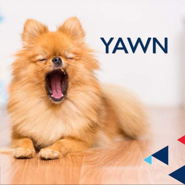 yawn &#038; yell &#038; yelp