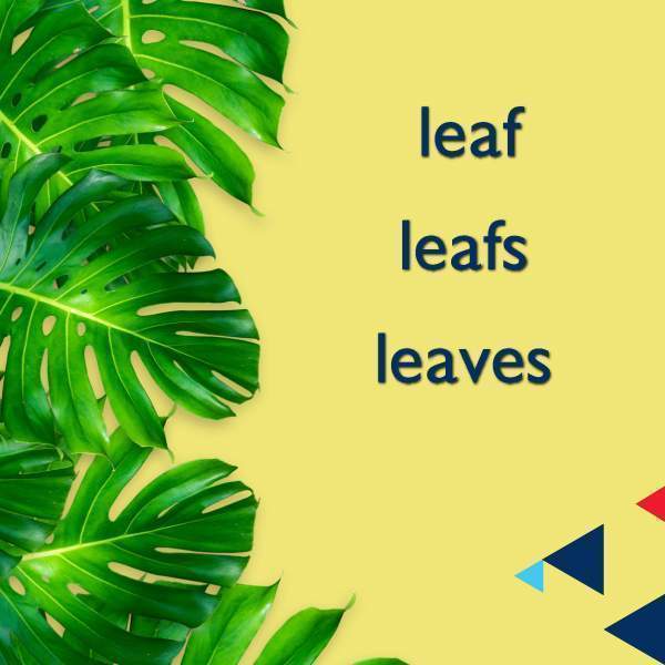 leaf &#038; leafs &#038; leaves